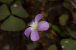 Violet woodsorrel